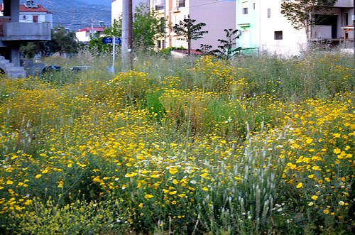 Ανακοίνωση για την υποχρέωση καθαρισμού ιδιωτικών οικοπέδων εντός ...